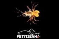 Marc Petitjean - CDC-Fliegen