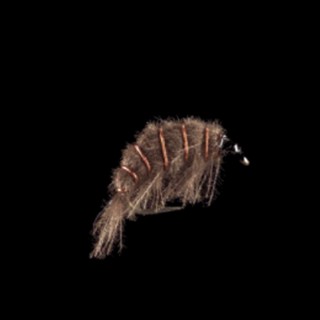 MP 77 -Freshwater Shrimp-