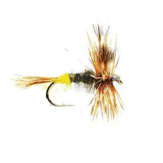 Adams Female