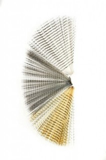 Barred Mayfly Tails