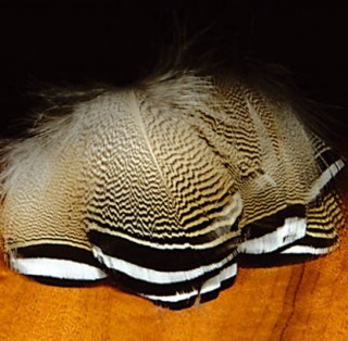 Barred Wood Duck