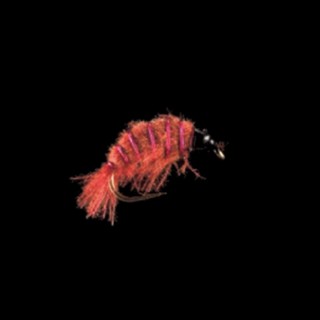 MP 76 -Freshwater Shrimp-