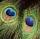 - Augen