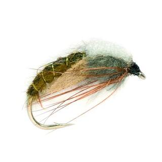 Hatching Sedge olive  10