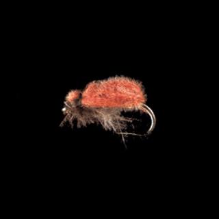 MP 101 -Redbrown-Beetle-