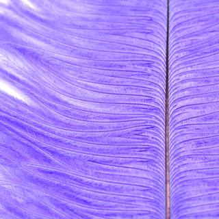 UV2 ganze Strauen Feder lila
