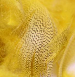 Stockentenfedern gelb
