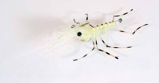 Honey Shrimp -chartreuse legs-  Meerforellenfliege-