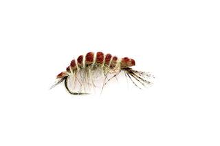Killer Shrimp - unbeschwerte Nymphe