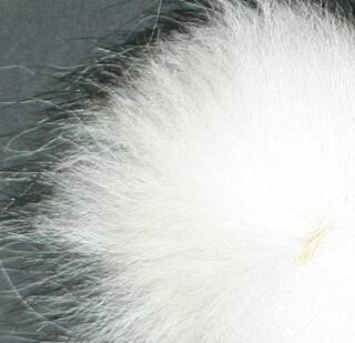 Silberfuchs orange