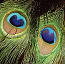 Pfauen - Augen