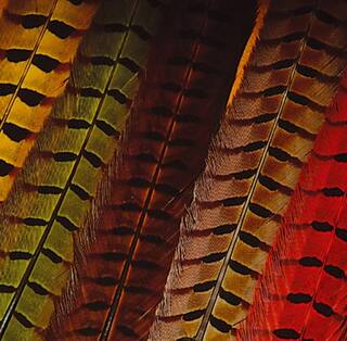 Fasanenschwanzfedern orange