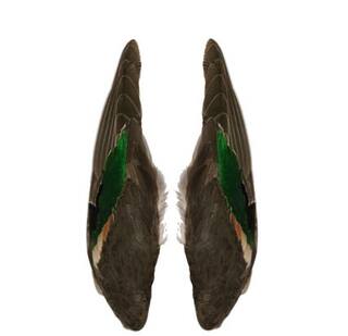 Flgelpaare Krickente