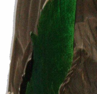 Flgelpaare Krickente