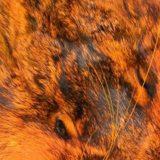 Hasenmasken orange