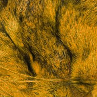 Hasenmasken gold