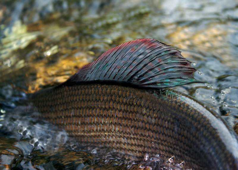 Fliegenfischen Thomas Drkop