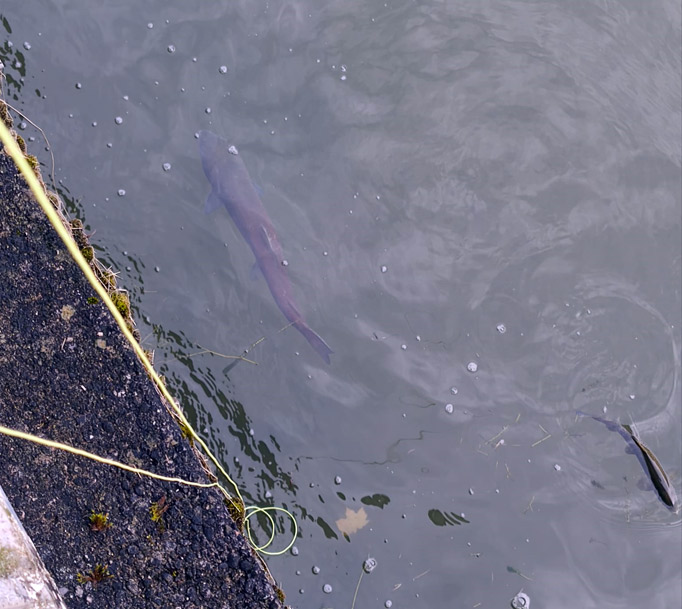 Huchen greift Forelle an � Bild 1