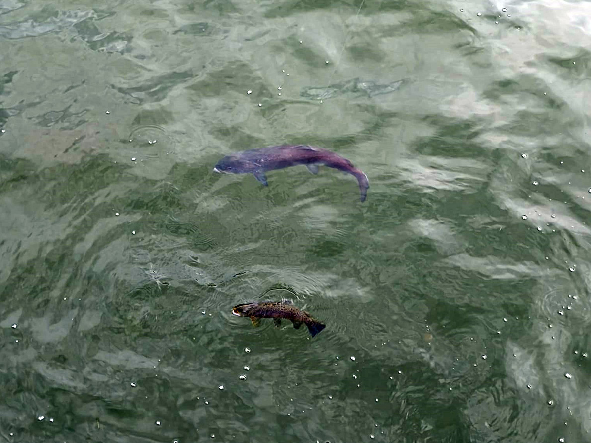 Huchen greift Forelle an � Bild 2