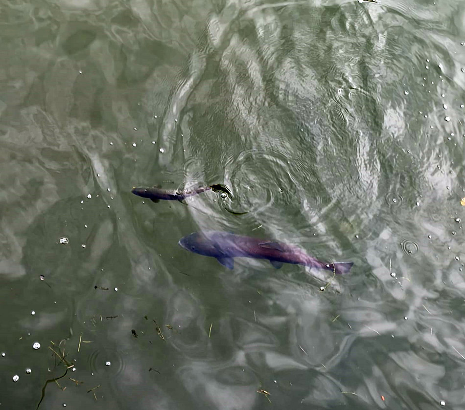 Huchen greift Forelle an � Bild 3