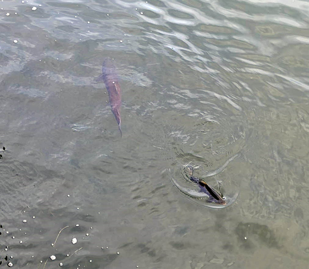 Huchen greift Forelle an � Bild 4