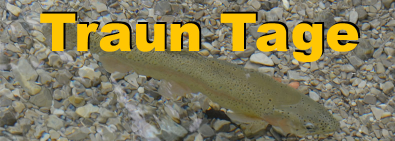 Fliegenfischen an der Traun – Forelle im klaren Kiesbett